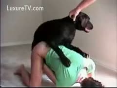 When the dog copulates his lady, Guy grips the dog's collar.